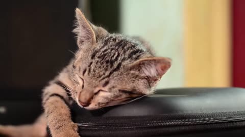 Cute Kitty Is Really Tired