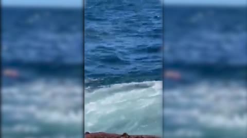 Australia Little Bay Beach Shark Attack Video Footage I Australia Little Bay Shark 2022.02.17