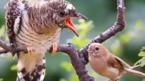 Mother bird love