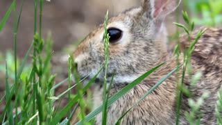 Rabbit Eating a Mixed Diet