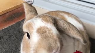 Rabbit Eats a Strawberry