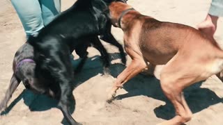 Cane Corso Meetup Fight