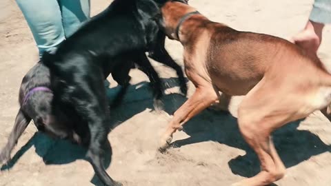 Cane Corso Meetup Fight