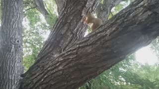 Backyard squirrel