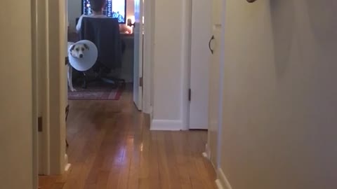Music guy playing music and cat running across hallway