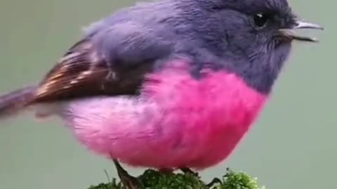 Funny Parrots & Cute Birds - Compilation Videos