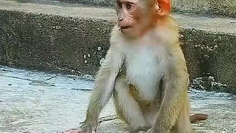 A Abandoned monkey baby loudly cry because stray monkeys bitten him badly