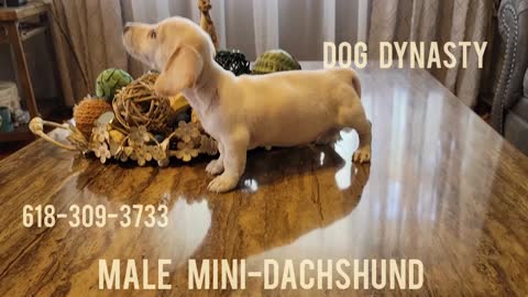 Male Cream mini dachshund