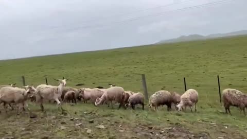 Beautiful scenery, white sheep