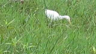 Bird - Cattle Egret