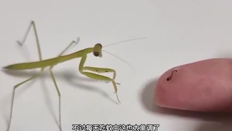 mantis prey