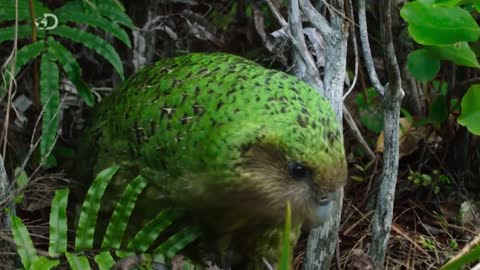 Weird Creature That You Never See Before - KAKAPO