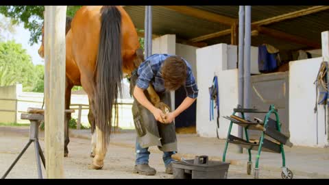 Woman putting horseshoes in horse leg