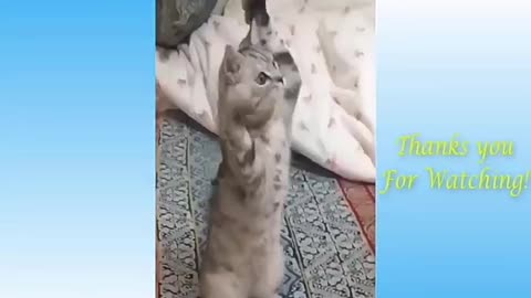 Funny videos dogs and cats videos compliation