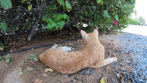 CHRIS MARTIN - Homeless cat in Ras Al Khaimah, UAE #cat #cats #ChrisMartin #emirates #ae #UAE #food