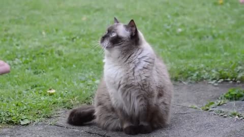 No sabía que Los Gatos eran tan inteligente, mira por qué reaccionan así