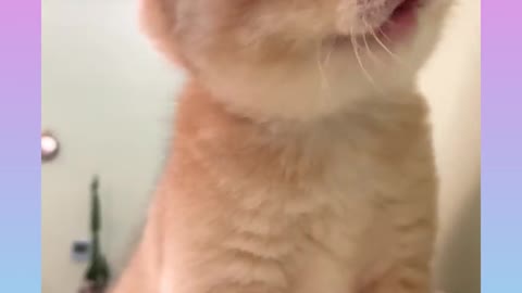 Cute little cat amezing video on rumble.com