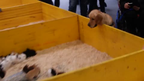 Golden Retriever Completely Hypnotized By A Box Of Bunnies
