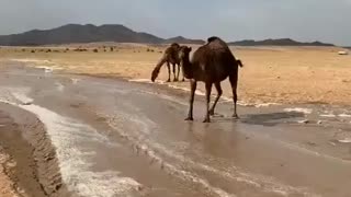 Camel in the water pool