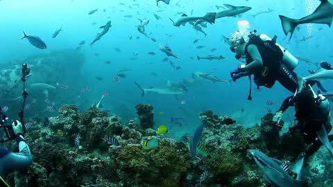 People Feeding Family of Sharks