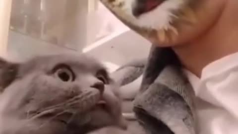 Cat reaction 1