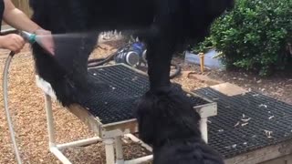 little brother can't get enough of bath time