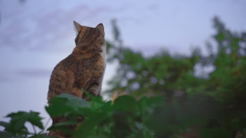 Cat animal garden