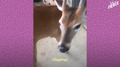 Fawn Comes To Lady's Door Every Morning | The Dodo Little But Fierce