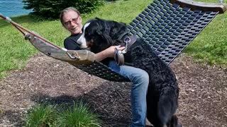 When you want to relax in the hammock but have a Bernese Mountain Dog