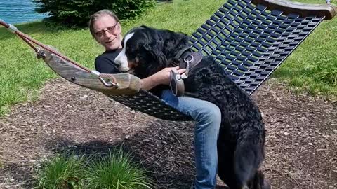 When you want to relax in the hammock but have a Bernese Mountain Dog