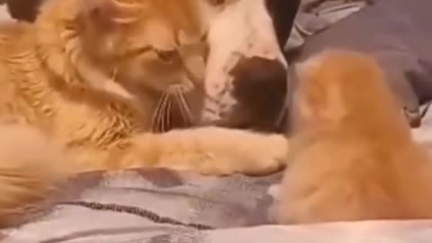 Baby Cats!😍 Cute and Funny Cat Videos
