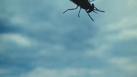 the fly travels across Russia