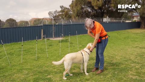 How to teach your dog to comeback or recall.