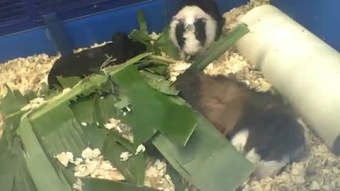 3 peruvian guinea pigs, just want to sleep among the leaves [Nature & Animals]