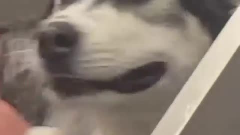 Husky loudly expresses pleasure at showering