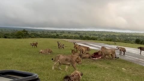 Fight Erupts Between Lions & Hyenas