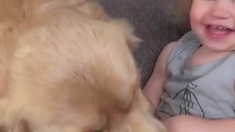 A dog that plays with a child