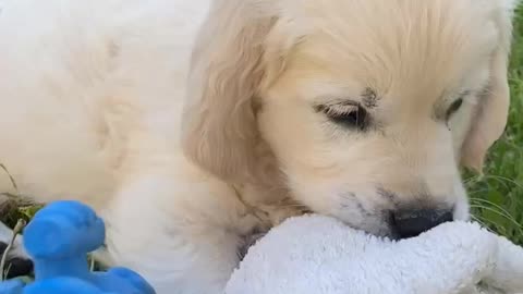 Puppy Golden Retriever playing with his toys