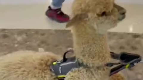 Lazy Alpaca Funny Animals Videos