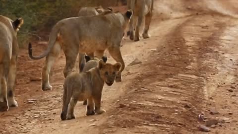 Perfect, felines in their habitat 🦁