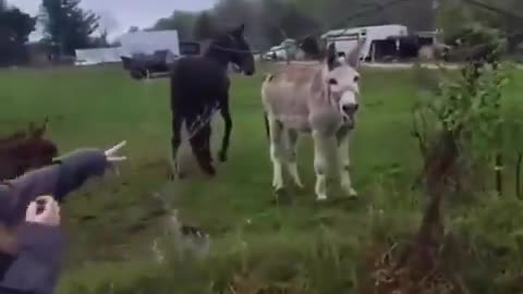 Donkey Laughs because dog got scared.