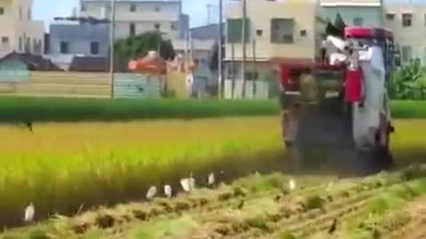 rice seeds ready for planting