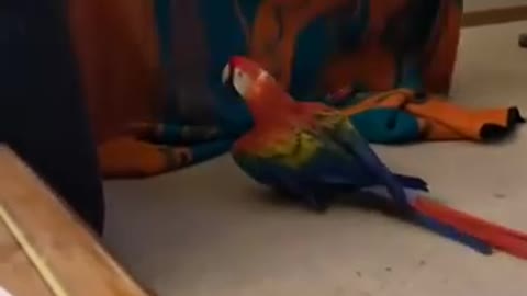 Parrot Screams During Peekaboo