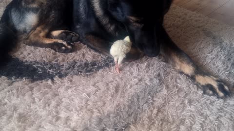 Gentle German Shepherd watches over baby turkey