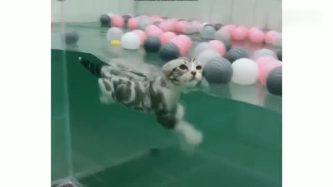 Swimming cat