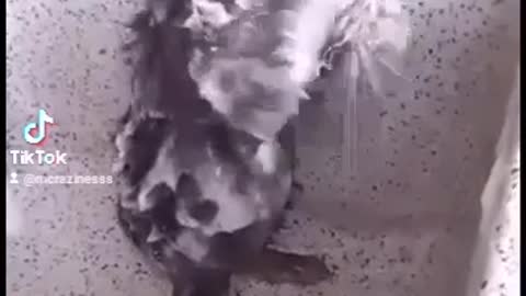 Rat takes a shower