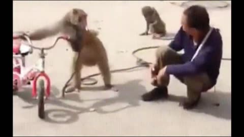 Funniest Monkey - funny monkey videos