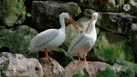 Lovely Bird partnership , wonderful Nature