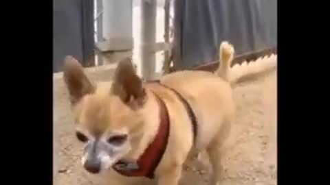 no no no! Funny dogs and cats... cute puppies