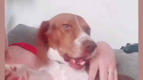 Singing beagle howls along with owner